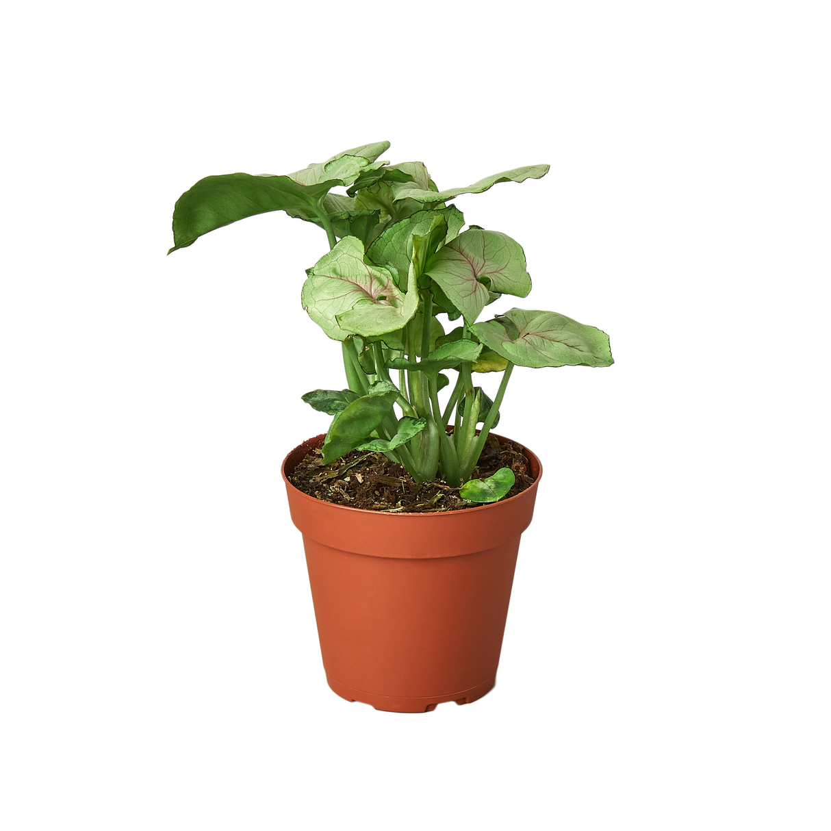 Syngonium Cream - 4" Pot indoor houseplant