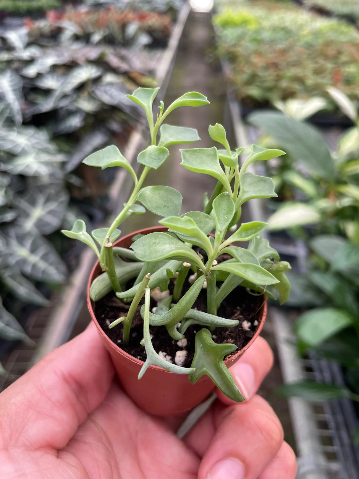 Succulent 'String of Dolphins' indoor houseplant