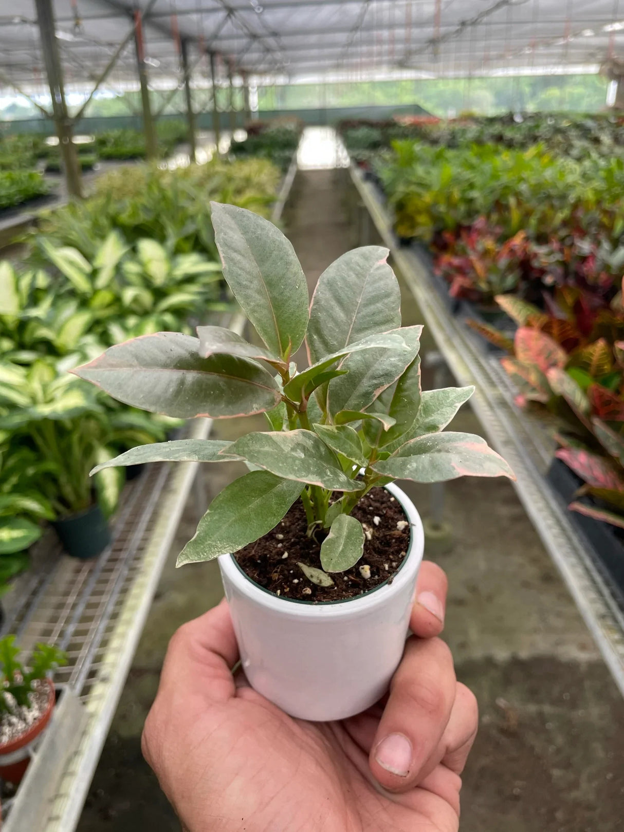 Ficus Elastica 'Tineke' indoor house plant