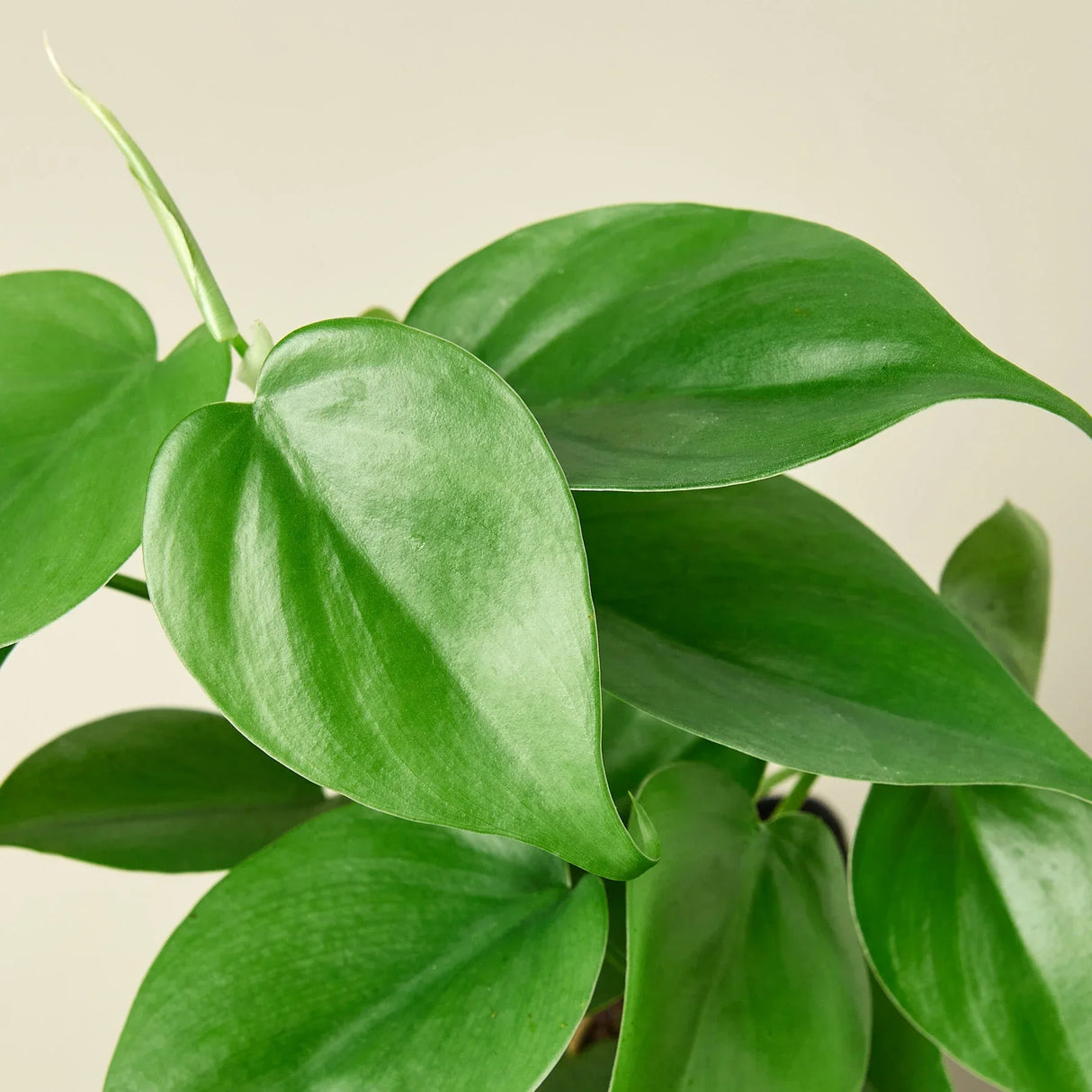 Philodendron Cordatum Heartleaf indoor houseplant