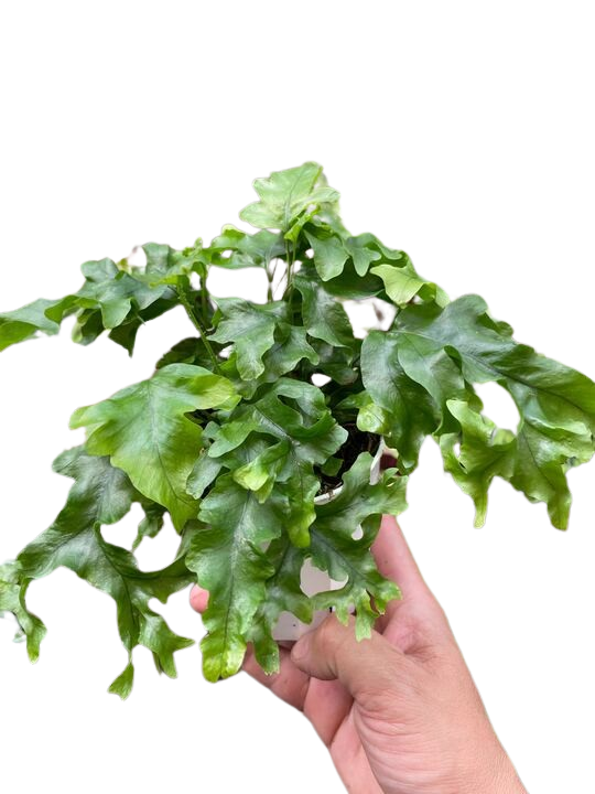 Fern 'Nicolas Diamond' indoor house plant