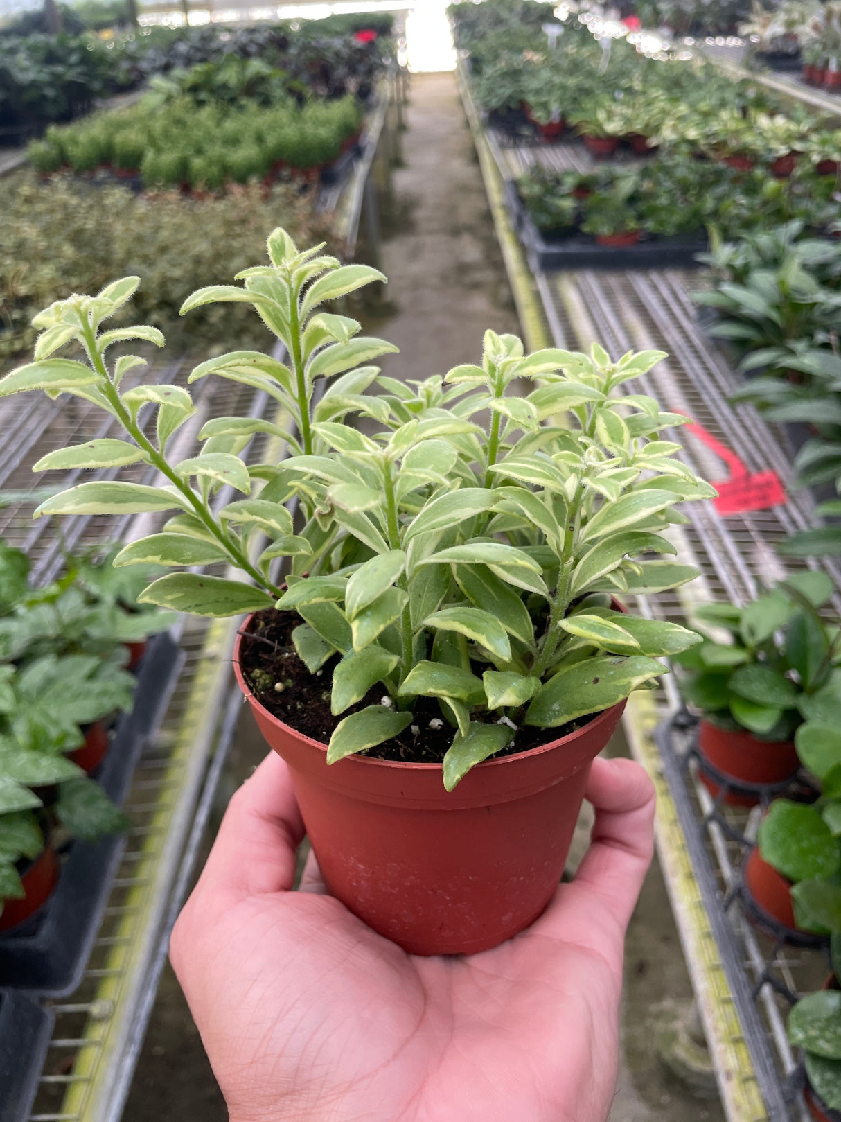 Lipstick 'Bolero Bicolore' indoor house plant