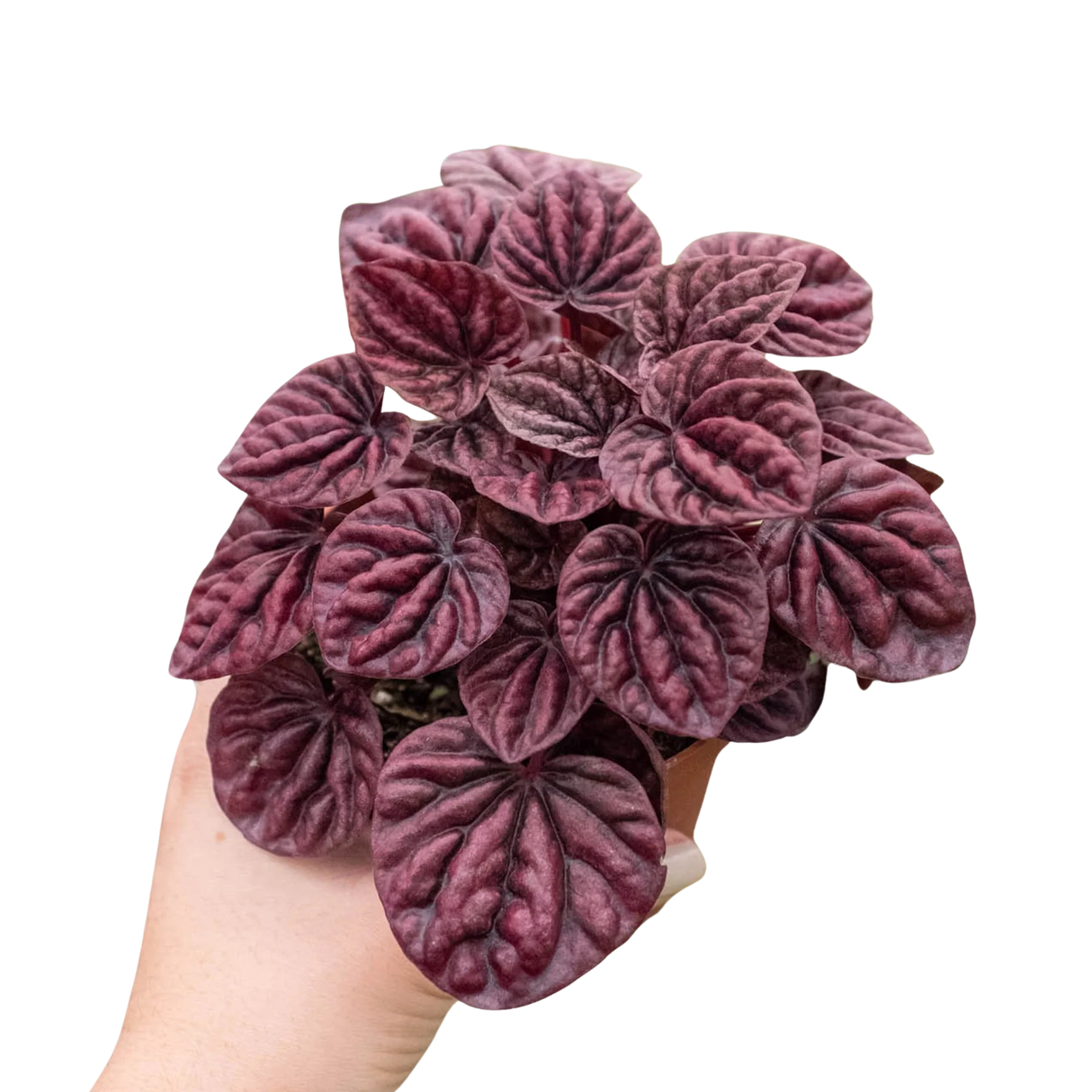 Peperomia 'Ripple Red' indoor houseplant