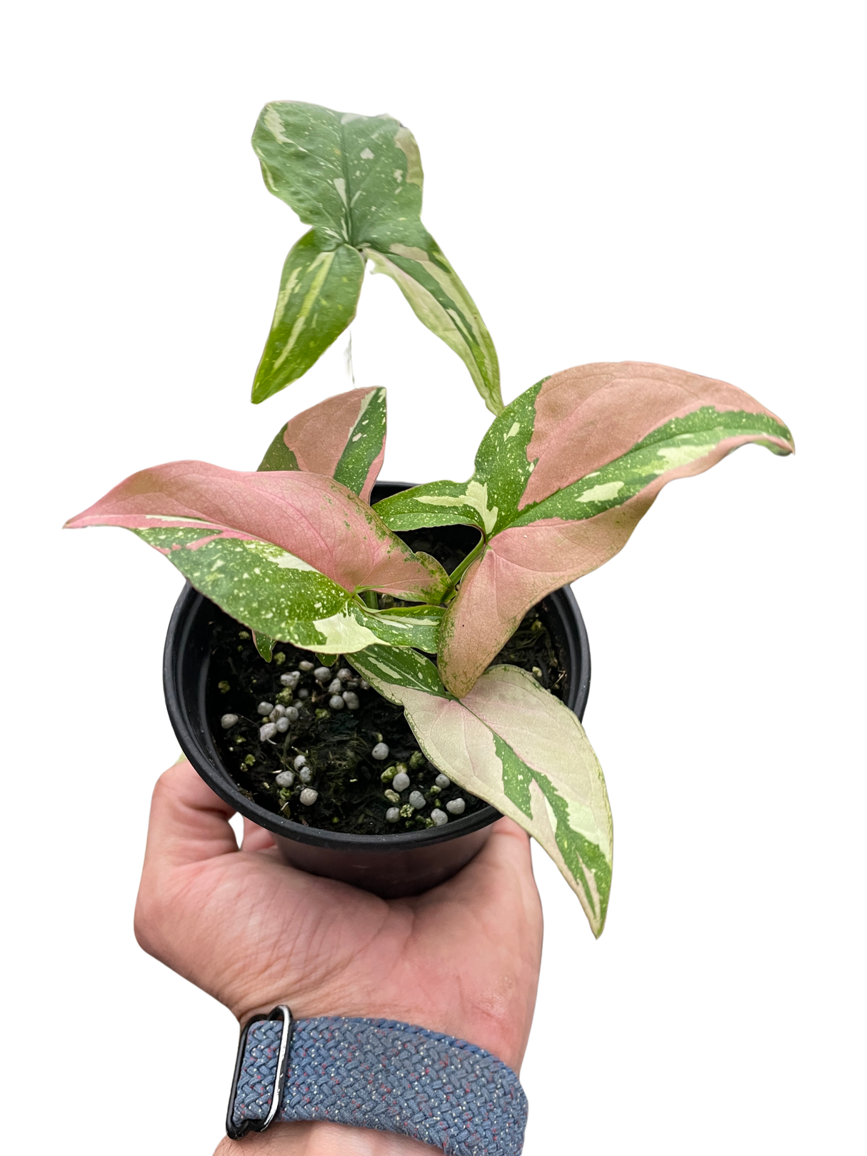 Syngonium 'Tricolor' indoor houseplant