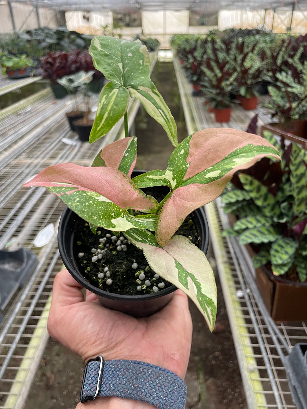 Syngonium 'Tricolor' indoor houseplant