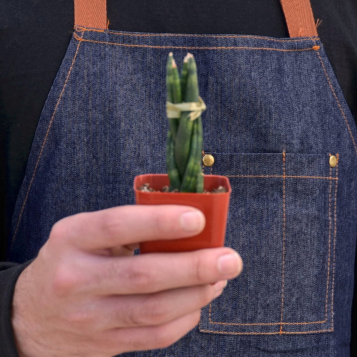 Snake Plant Braided indoor houseplant