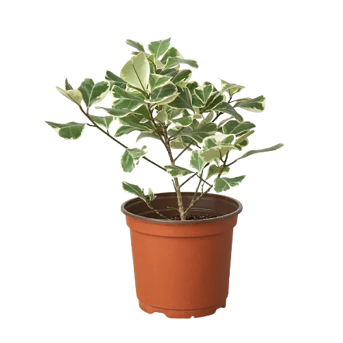 Ficus Elastica 'Triangularis' Variegated indoor house plant