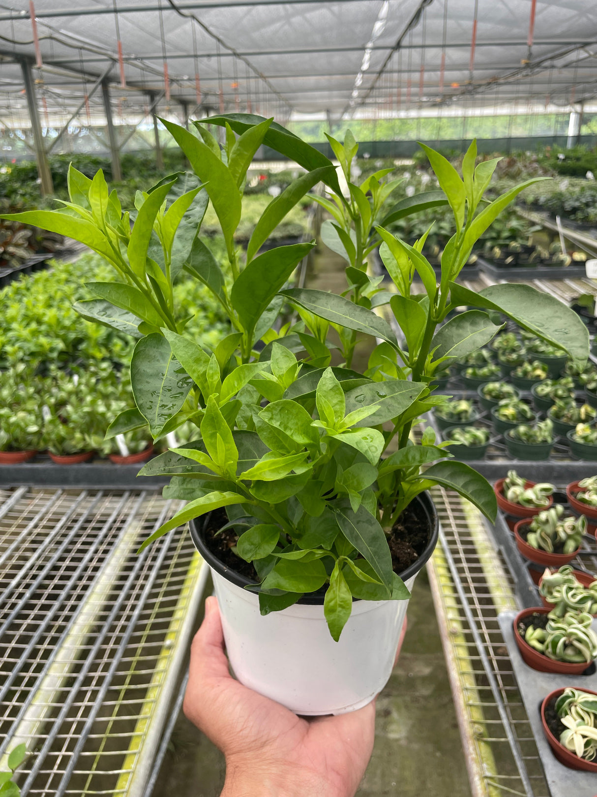 Jasmine Night indoor house plant