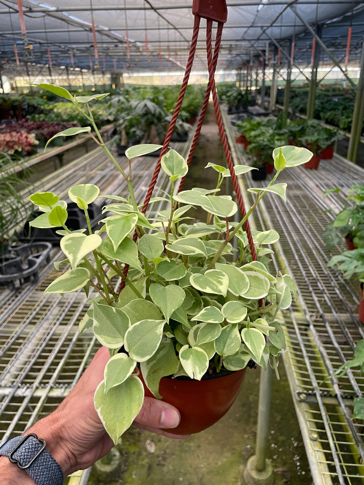 Peperomia 'Cupid' indoor house plant