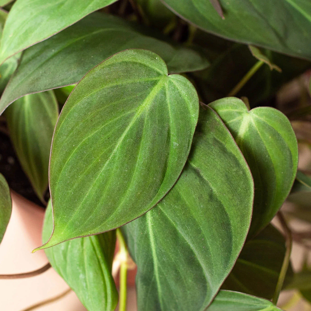 Philodendron 'Velvet' indoor houseplant