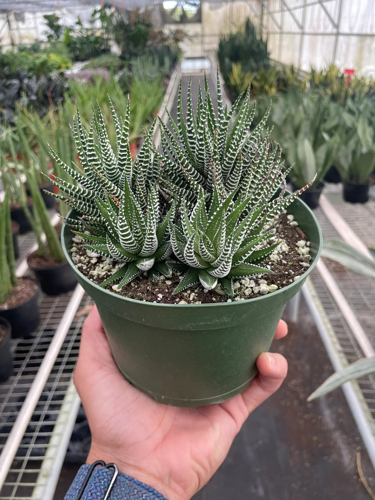 Zebra Succulent indoor houseplant