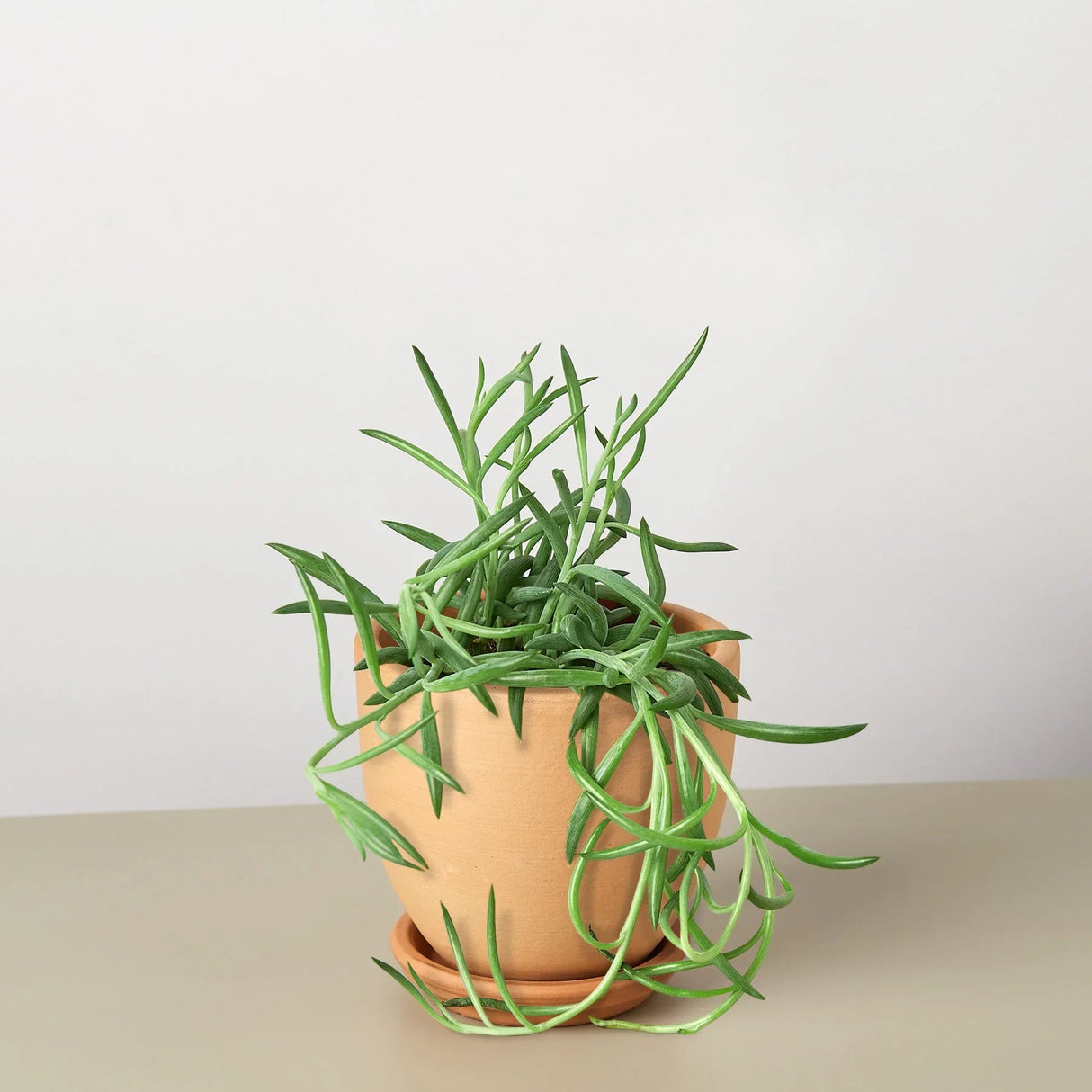Senecio Succulent 'Fish Hooks' indoor houseplant