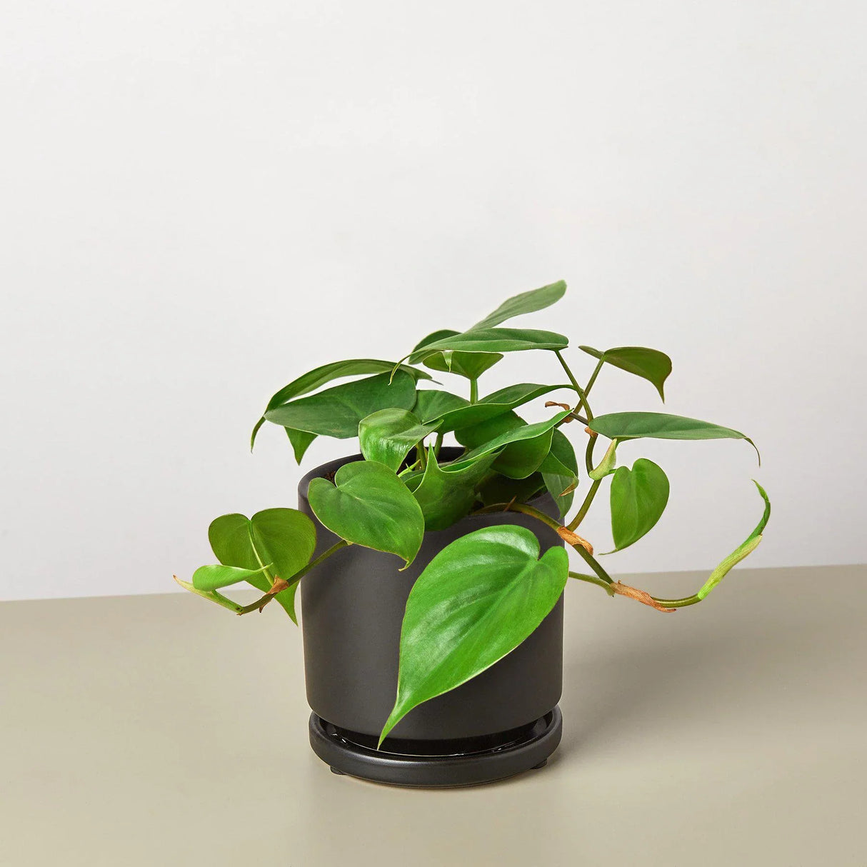 Philodendron Cordatum Heartleaf indoor houseplant
