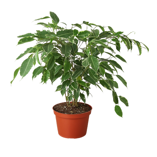 Ficus 'Breeze' - 6" Pot indoor house plant