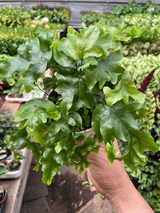 Fern 'Nicolas Diamond' indoor house plant