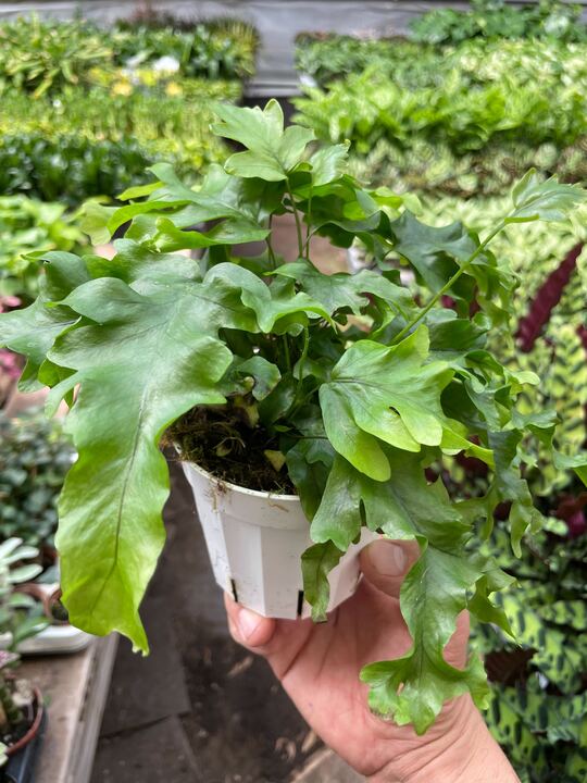 Fern 'Nicolas Diamond' indoor house plant