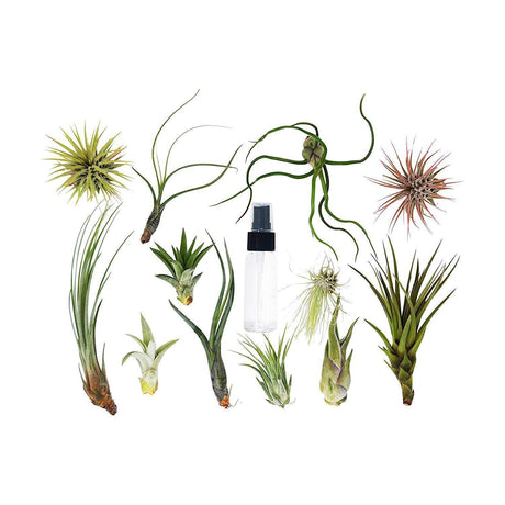 Air Plants