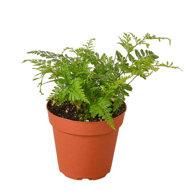 Rabbit's Foot Fern indoor houseplant