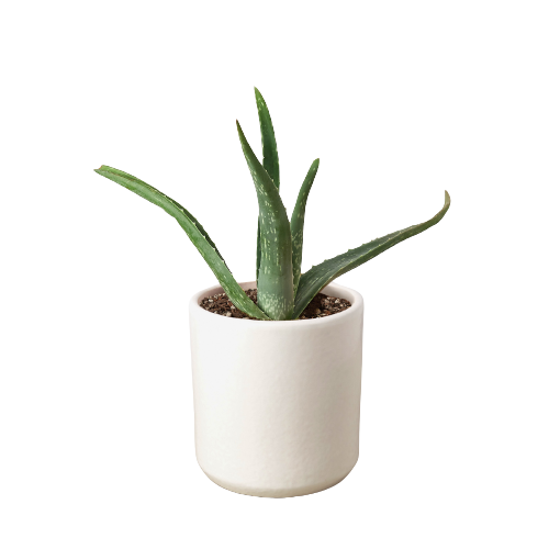 Aloe Vera indoor plant