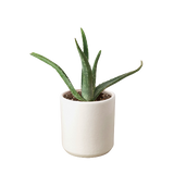 Aloe Vera indoor plant