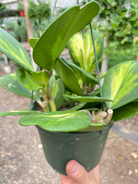 Hoya Heart 'Reverse Variegata' indoor house plant