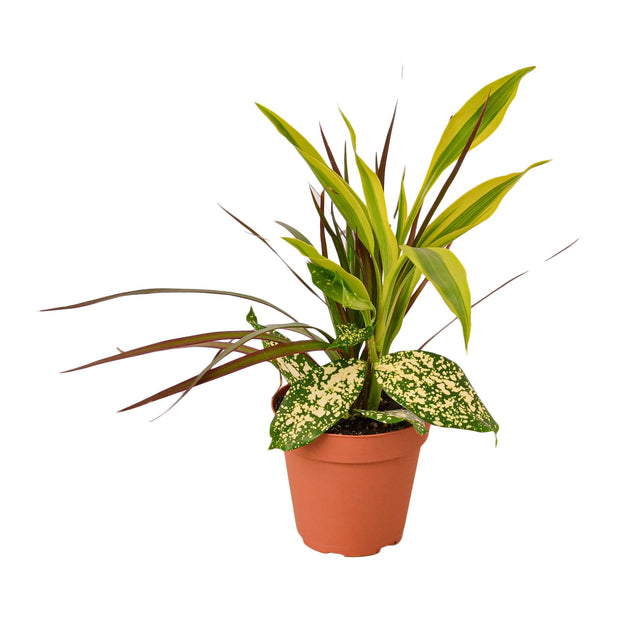 Dracaena 'Combo' indoor Plant