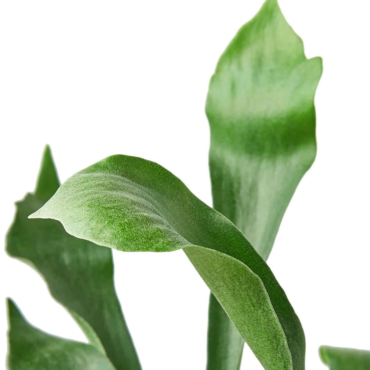 Staghorn Fern indoor houseplant