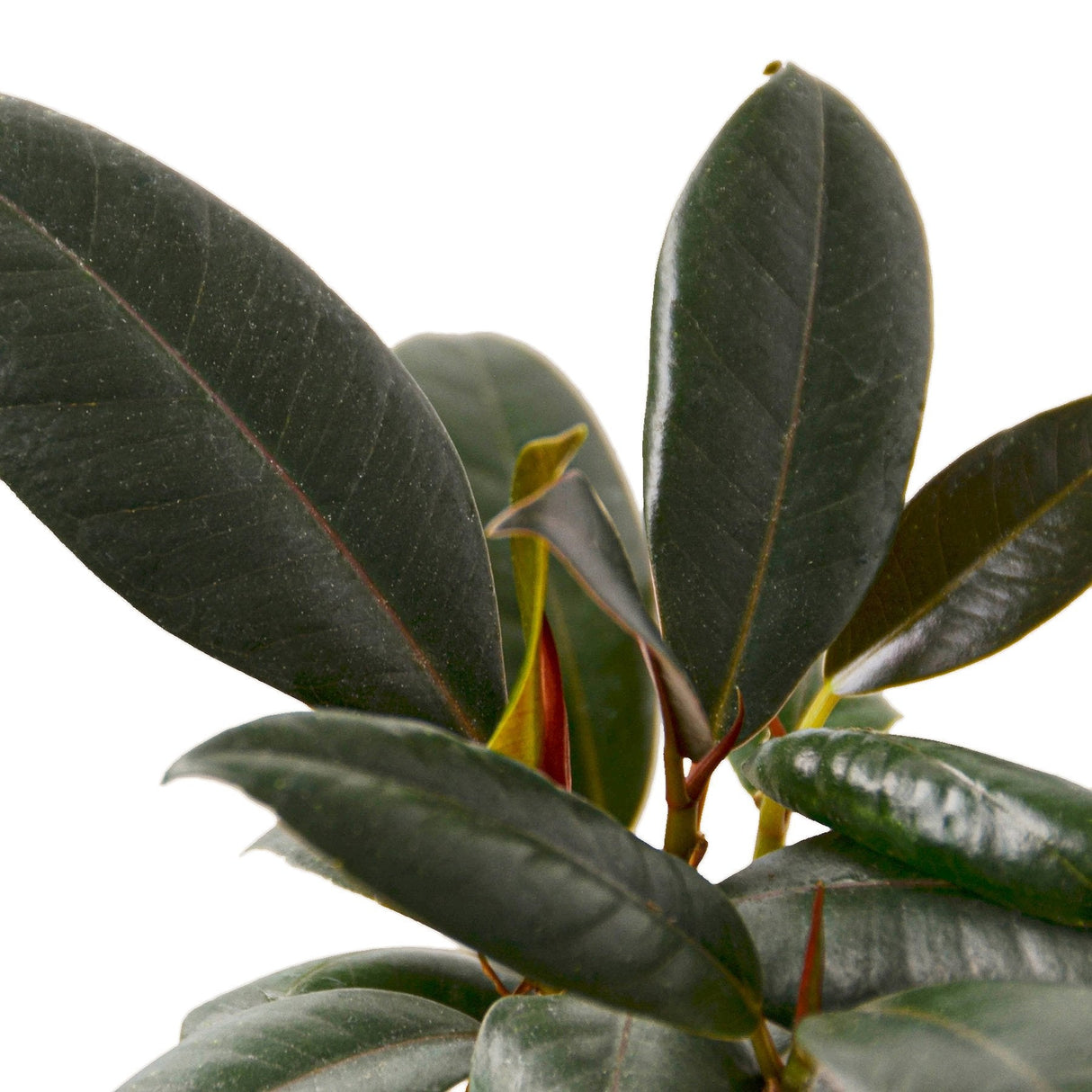 Ficus Elastica 'Burgundy' indoor house plant