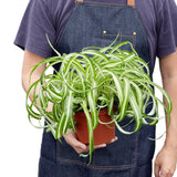 Spider Plant 'Bonnie' indoor houseplant