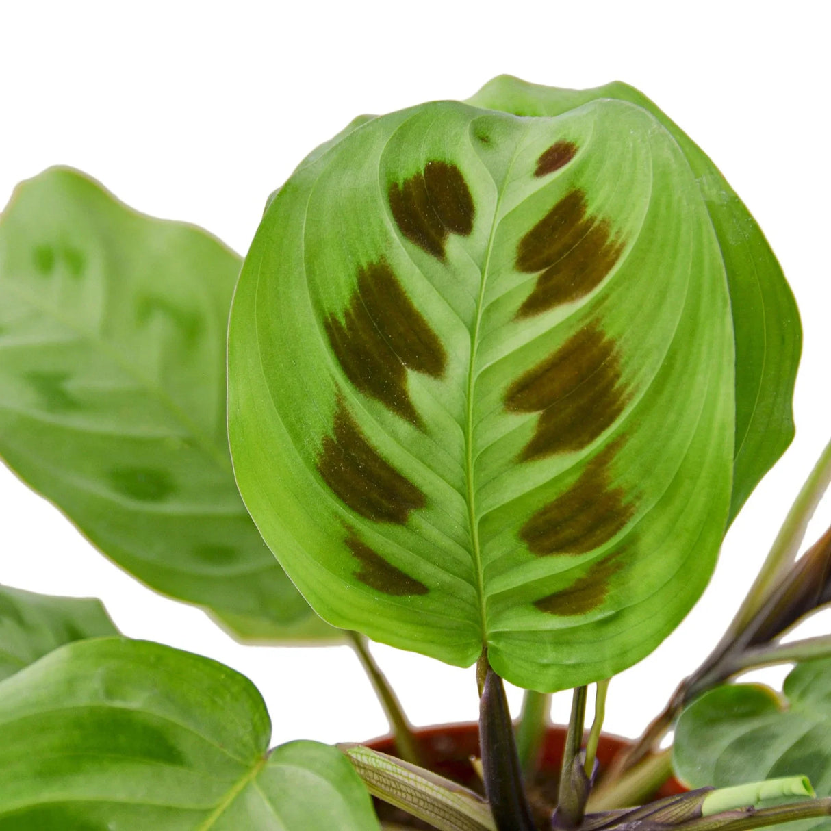 Maranta 'Leuconeura' indoor house plant