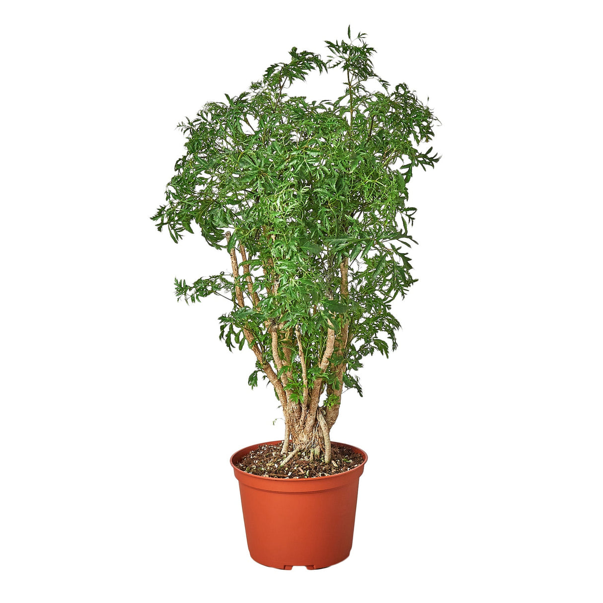 Aralia Ming Stump Plant indoor plant