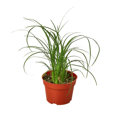 Palm Ponytail indoor house plant