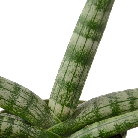 Snake Plant Starfish indoor houseplant