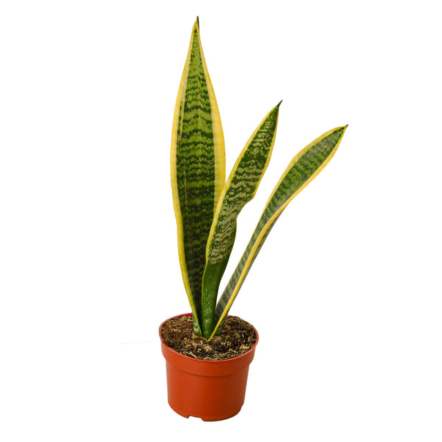 Snake Plant Laurentii indoor houseplant