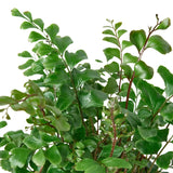 Mahogany Fern indoor house plant