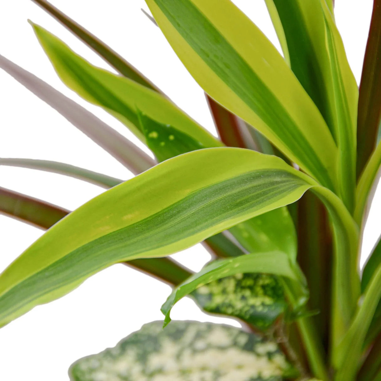 Dracaena 'Combo' indoor Plant