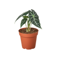 Alocasia Amazonica 'Bambino' indoor plant