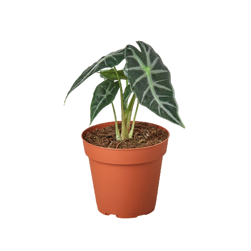 Alocasia Amazonica 'Bambino' indoor plant