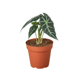 Alocasia Amazonica 'Bambino' indoor plant