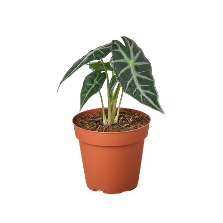 Alocasia Amazonica 'Bambino' indoor plant