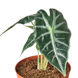 Alocasia Amazonica 'Bambino' indoor plant