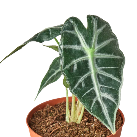 Alocasia Amazonica 'Bambino' indoor plant