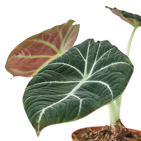 Alocasia Reginula 'Black Velvet' indoor plant