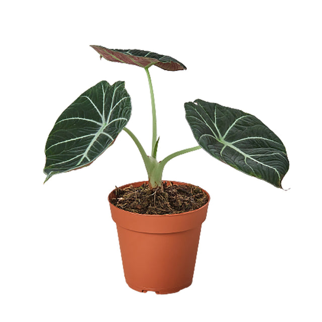 Alocasia Reginula 'Black Velvet' indoor plant