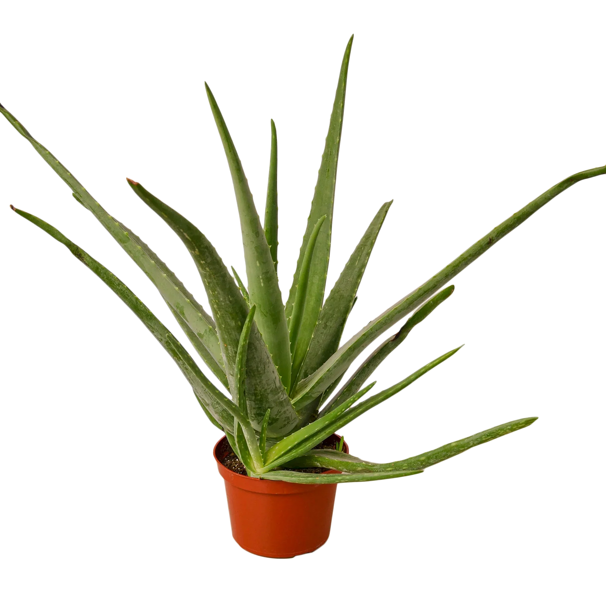 Aloe Vera indoor plant