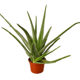 Aloe Vera indoor plant