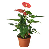 Anthurium 'Pink' indoor plant