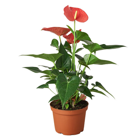 Anthurium 'Pink' indoor plant