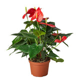 Anthurium 'Red' indoor plant