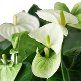 Anthurium 'White' indoor plant